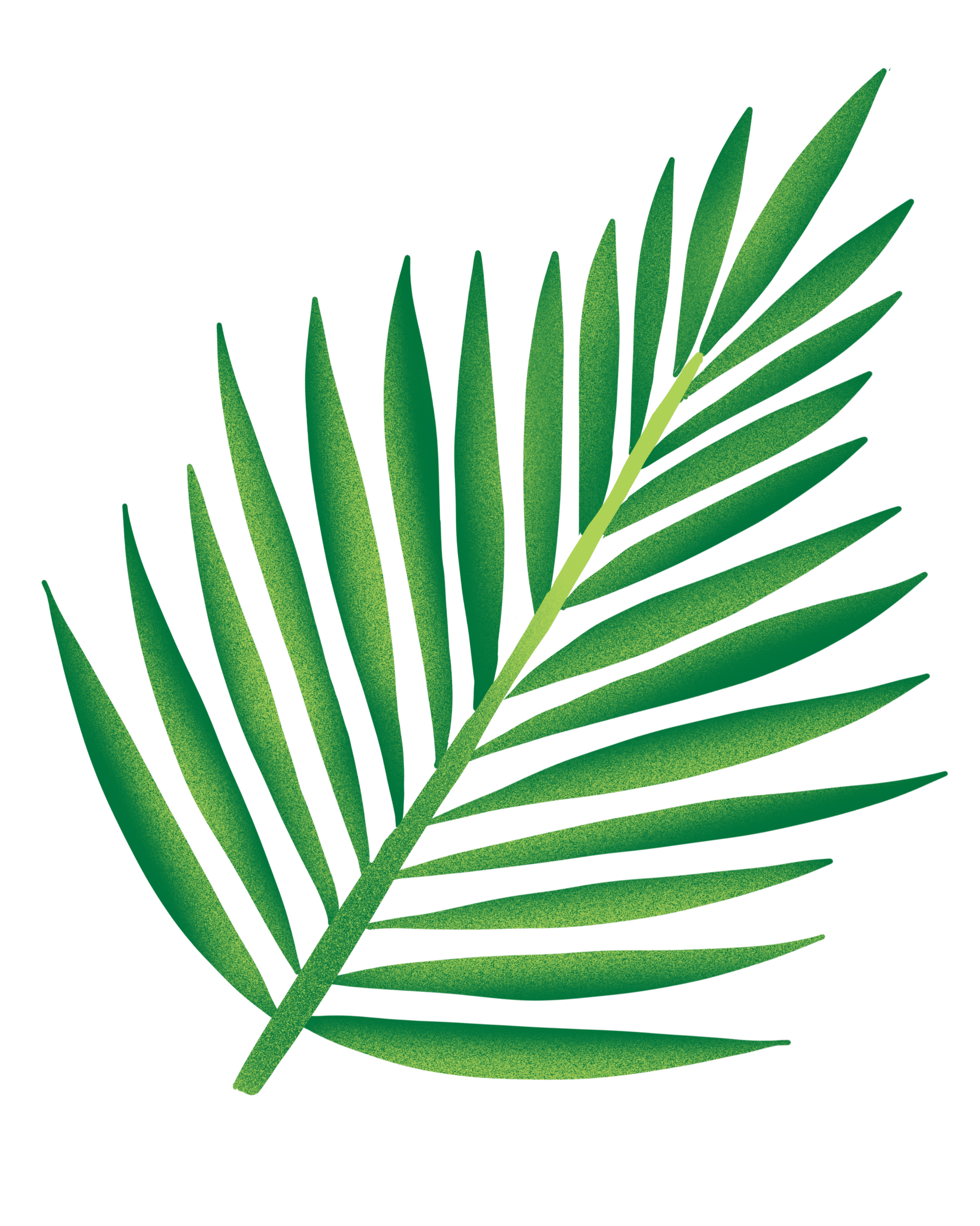 Coco Leaf